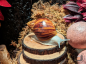 Preview: Archachatina Marginata Ovum Silver Body